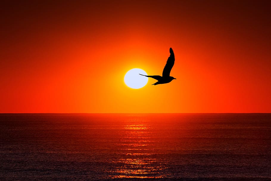 silhouette photo of flying bird on sea at golden hour, sunset