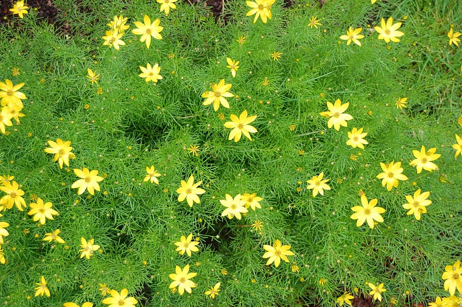 Spring, Filigree, Garden, flower, nature, growth, plant, fragility HD wallpaper