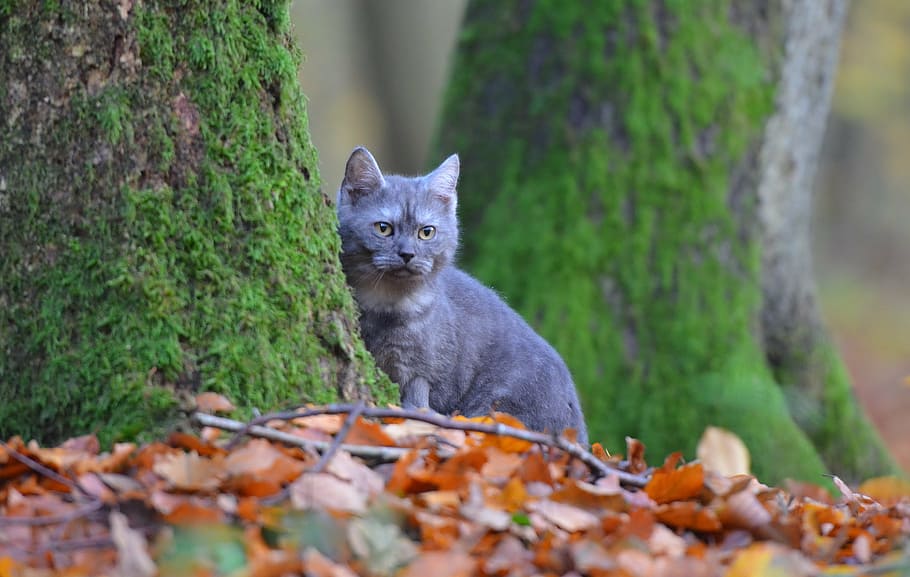 cat, breed cat, blue, forest, leaves, tree, nature, sweet, animal themes HD wallpaper