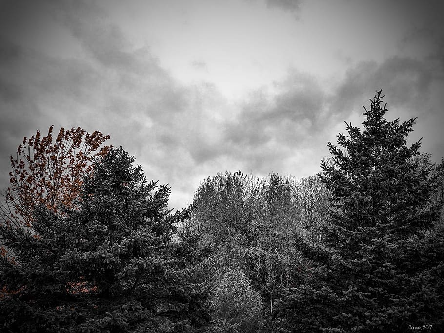 Autumn storm, snow covered trees under gray clouds during daytime HD wallpaper