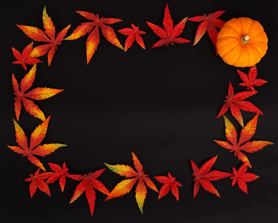 orange leaf lot, pumpkin, autumn, background, dark, frame, color HD wallpaper