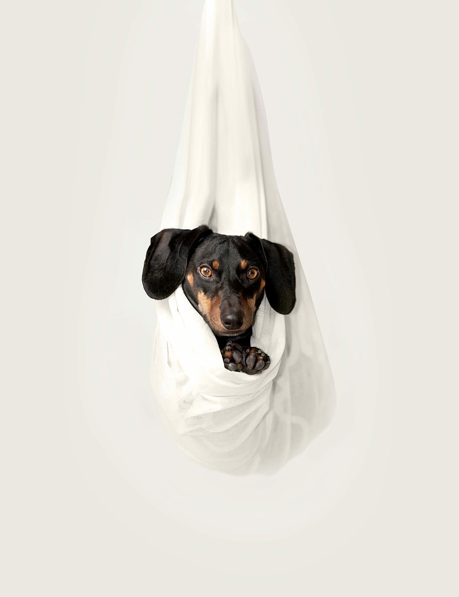 Dachshund resting on white hanged fabric, adult black and tan dachshund inside white hanging textile