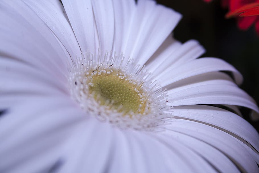 Gerbera, White, Close, Petals, Flower, schnittblume, white flower HD wallpaper