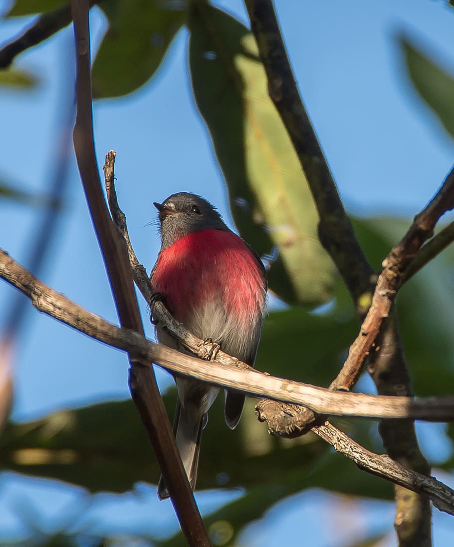 rose robin, bird, petroica rosea, male, feathers, native, wildlife