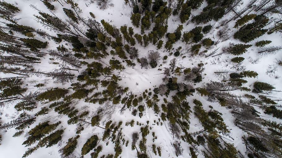 snow, winter, white, cold, weather, ice, trees, plants, nature HD wallpaper