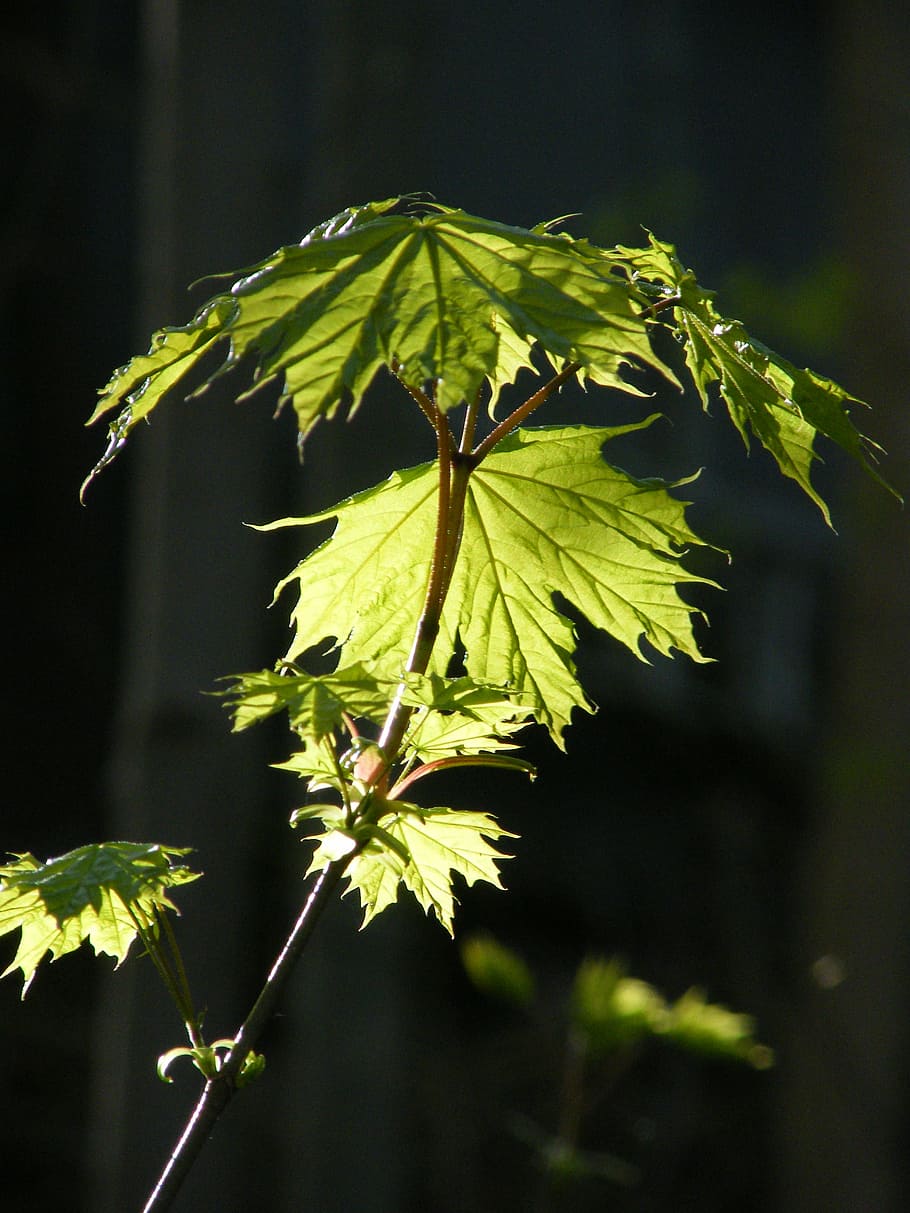 leaf, spring, light, shadow, nature, tree, plant part, focus on foreground HD wallpaper