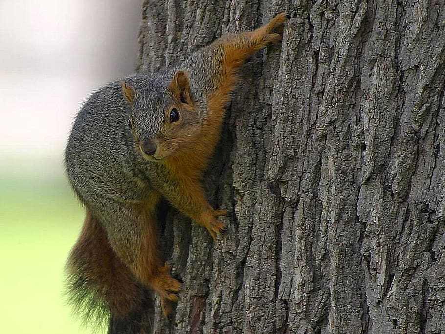 squirrel, tree, animals, fauna, rodent, cute, mammal, wildlife HD wallpaper