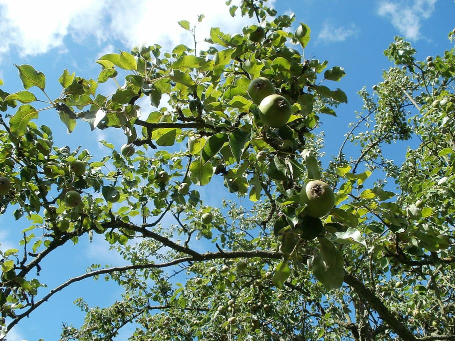 pear tree, trees, pyrus, orchards, nature, green, fruit, garden HD wallpaper