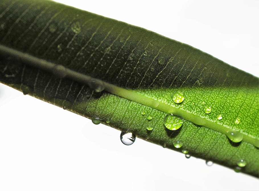 leaf, oleander leaf, wet, rain, raindrops, raining, water, green HD wallpaper