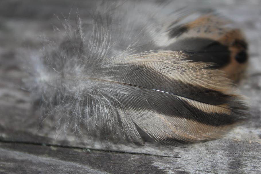 Plumule, Feathers, Fine, Wing, pen, subtlety, fine pen, bird HD wallpaper