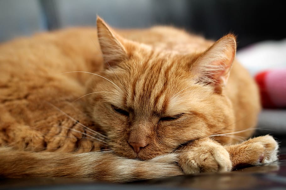 cat, red cat, kitten, pet, sleep, sofa, mackerel, fur, domestic Cat HD wallpaper