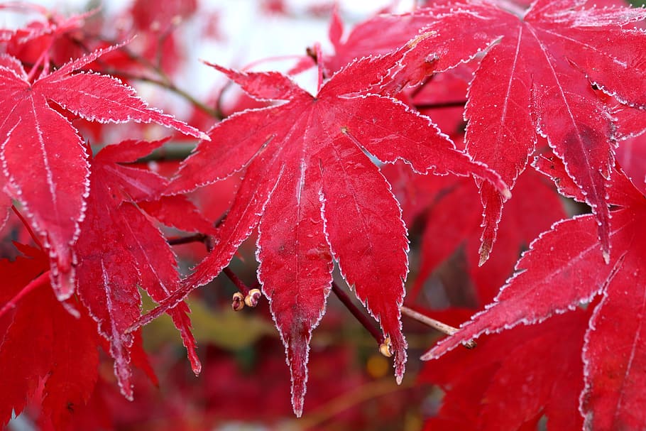 maple, leaf, frost, red, frozen, autumn, maple leaf, nature HD wallpaper