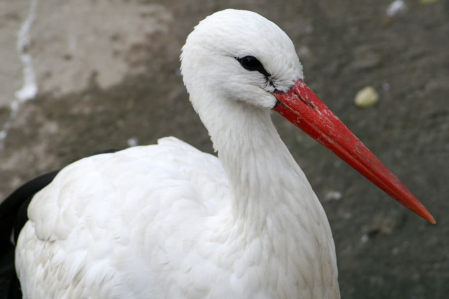 Bird, Beak, Red, Stork, red beak, birds, nature, ovipositor HD wallpaper