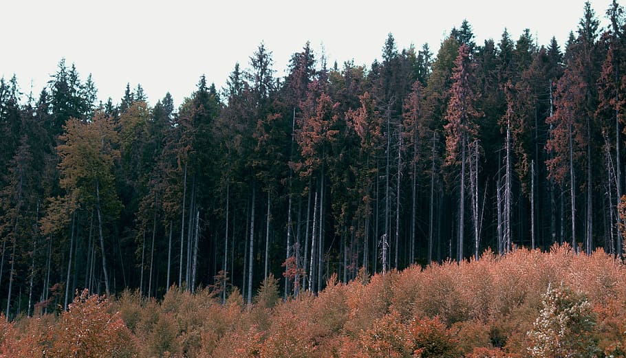 forest, nature, autumn, trees, landscape, fringe, wild wood HD wallpaper