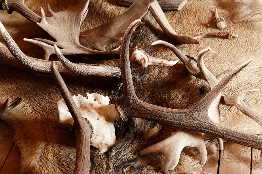 animal horns and skins, antler, antlers, bone, brown, decoration, HD wallpaper