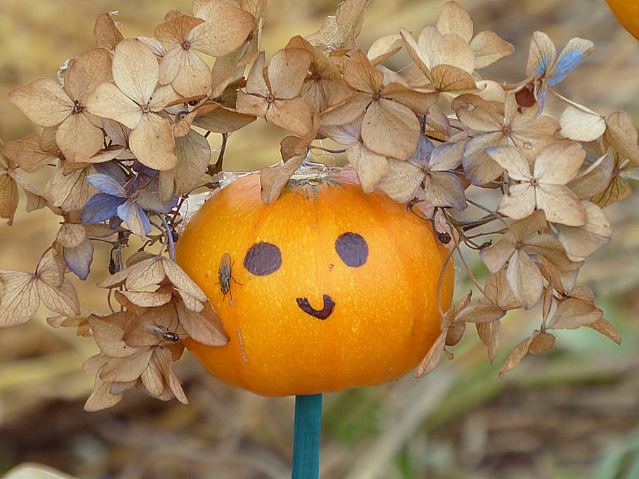 curcurbitacées, fall, face, hydrangea, jack be little, food HD wallpaper