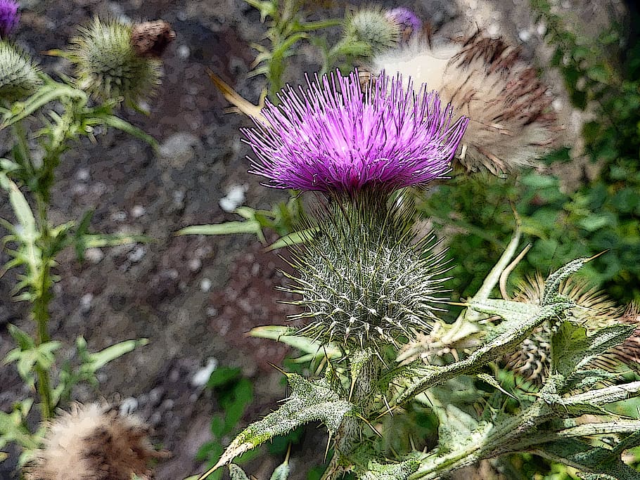 scottish, thistle, scotland, purple, flower, symbol, wild, celtic, HD wallpaper