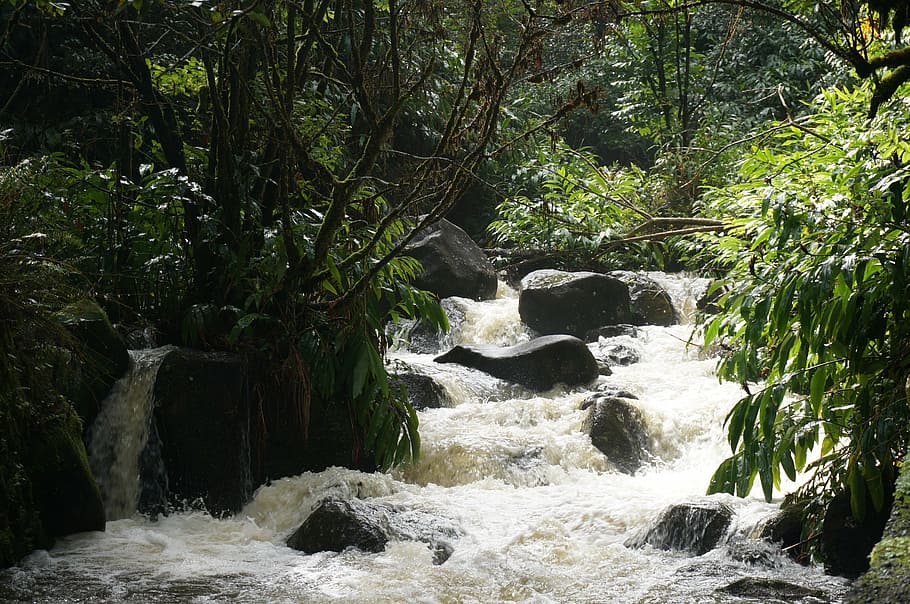 hawaii, tropical, waterfall, tree, plant, forest, flowing water HD wallpaper