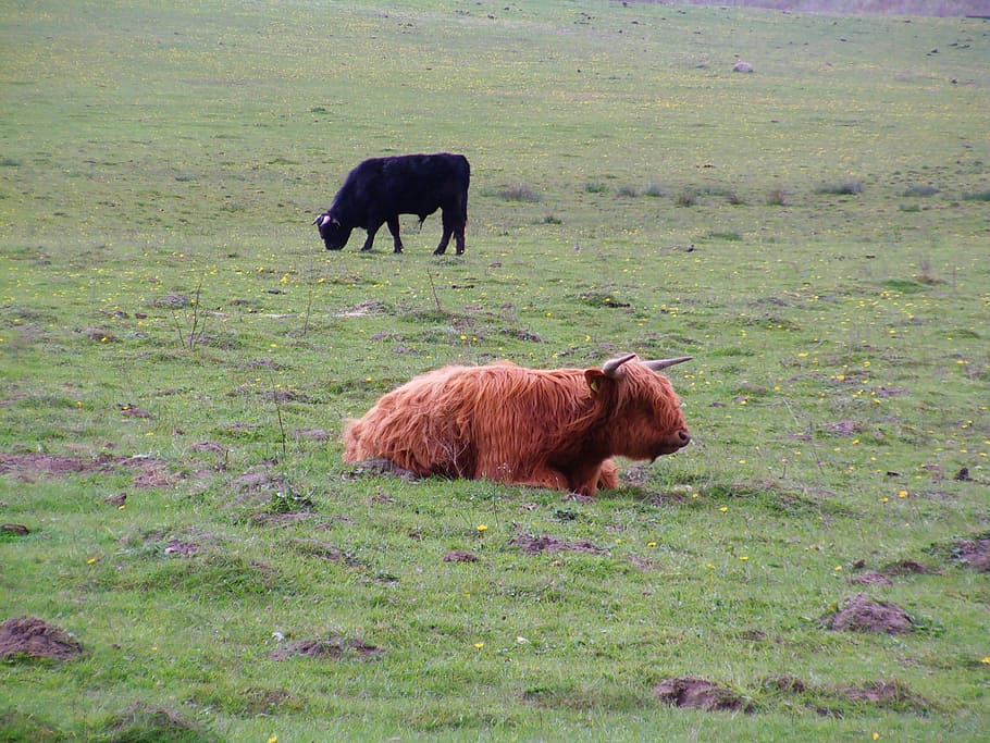 scottish highland cow, cattle, cows, rügen, idyll, pasture, HD wallpaper