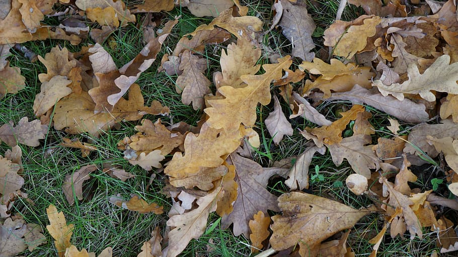 leaves, texture, fall foliage, forest floor, brown, nature HD wallpaper