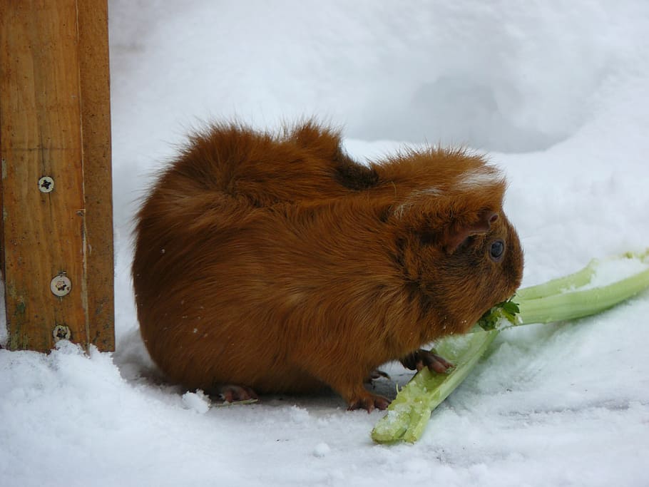 guinea pig, snow, celery, pet, fur, winter, one animal, cold temperature, HD wallpaper