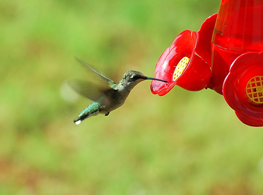 close-up photo of green hummingbird, feeder, small, tiny, wings, HD wallpaper