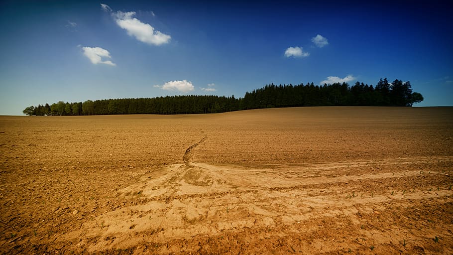 desert land and forest, trees between sand and blue sky, field HD wallpaper