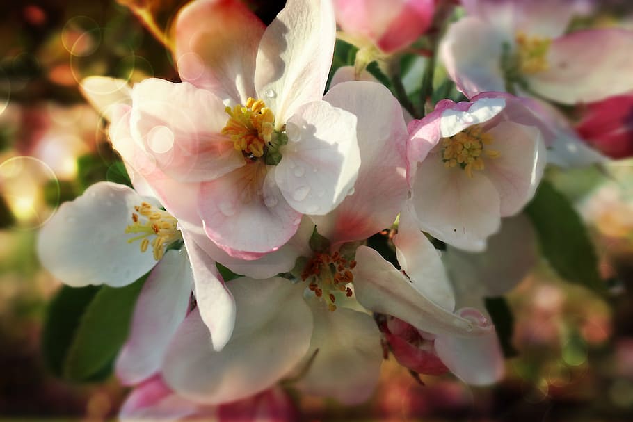 flower, apple, spring, garden, nature, sad, apple flower, green HD wallpaper