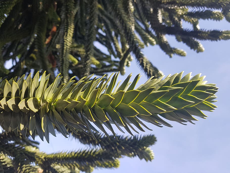 tree, branch, plant, growth, nature, leaf, beauty in nature HD wallpaper