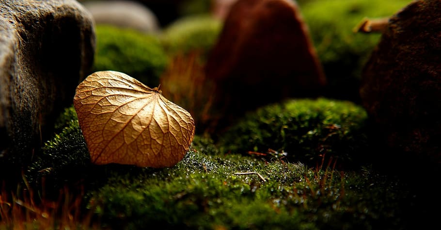 brown dried leaf on top green gass, nature, dry, moss, macro HD wallpaper