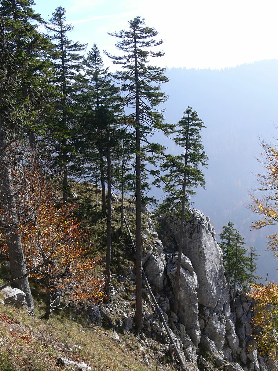 Landscape, Fir, Mountain, Trees, Nature, switzerland, forest HD wallpaper