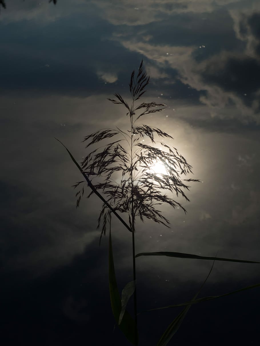 Pond, Sunset, Grass, Cloudy, in the morning, the sun, evening HD wallpaper