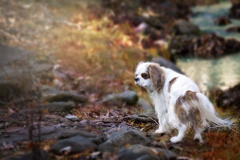 Cavalier, King, Charles, Blenheim, spaniel, pet, dog, purebred HD wallpaper