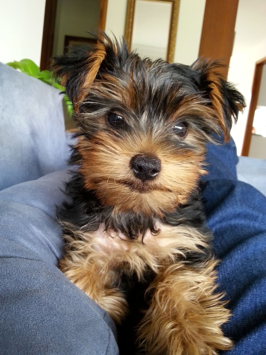 Free Photos | Yorkshire Terrier