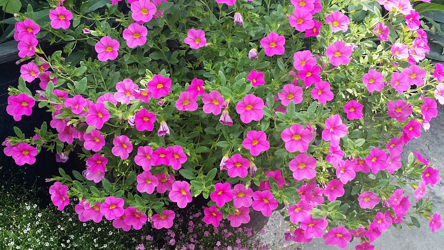 nature, plants, spring, pink, potted plant, flowering plant HD wallpaper