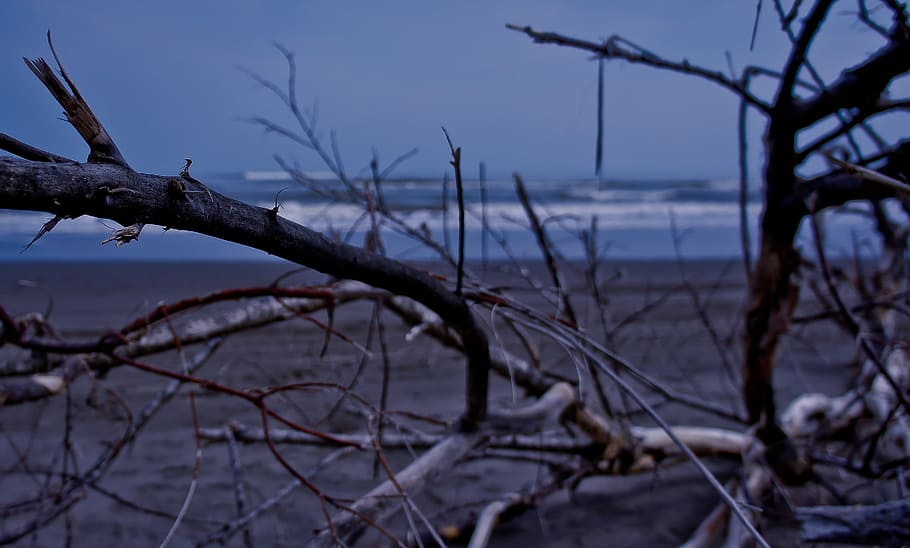 beach, cold, tree, still life, dry tree, cloudy, clouds, horizon HD wallpaper