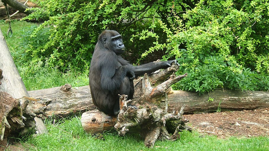 gorilla, face, zoo, monkey, ape, animal themes, mammal, primate HD wallpaper