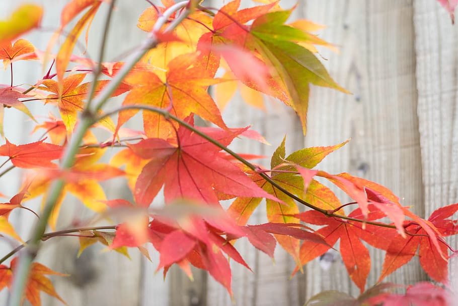 japan, japan maple, maple leaf, background, soft colors, red HD wallpaper
