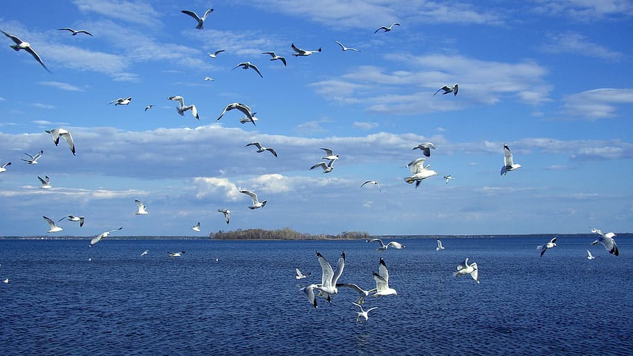 flight of birds over body of water, Sea, Brid, Fly, animals in the wild HD wallpaper