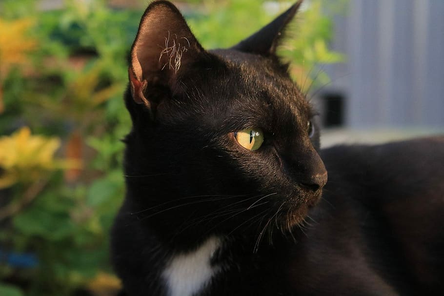 short-fur black and white cat during daytime, eyes, face, animals