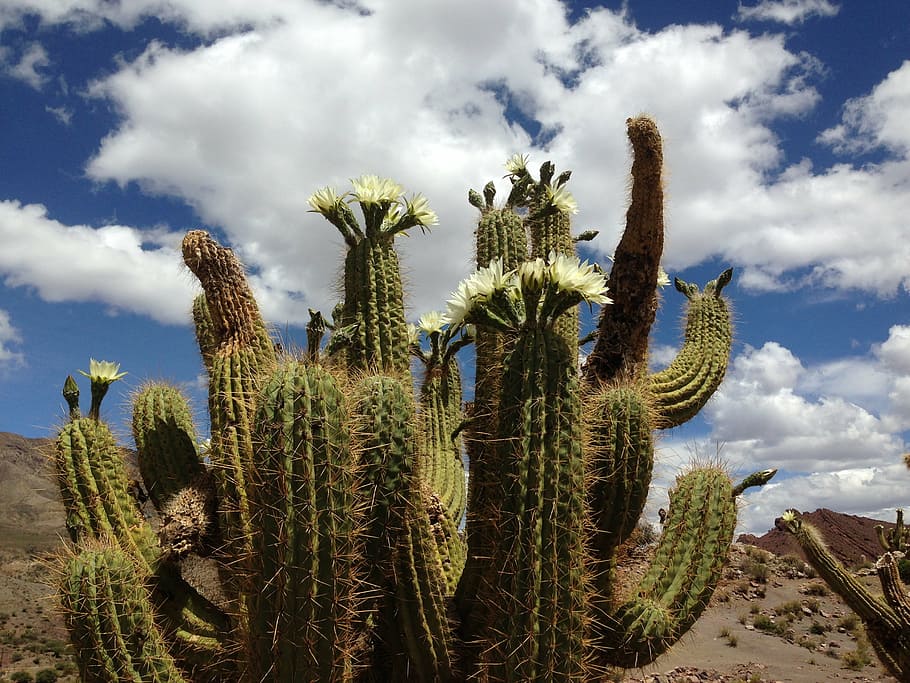 cactus, flower, clouds, nature, blue sky, landscape, plants HD wallpaper