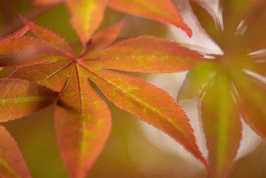 tree, nature, outdoor, acer, japanese maple, leaf, leaves, autumn, HD wallpaper
