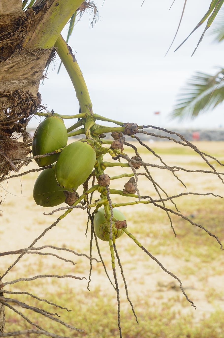 beach, nature, sea, plant, tree, growth, healthy eating, fruit HD wallpaper