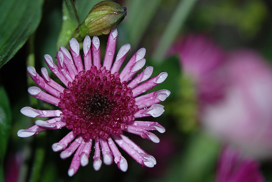 flower, colour, lilac, macro, flowering plant, freshness, fragility HD wallpaper