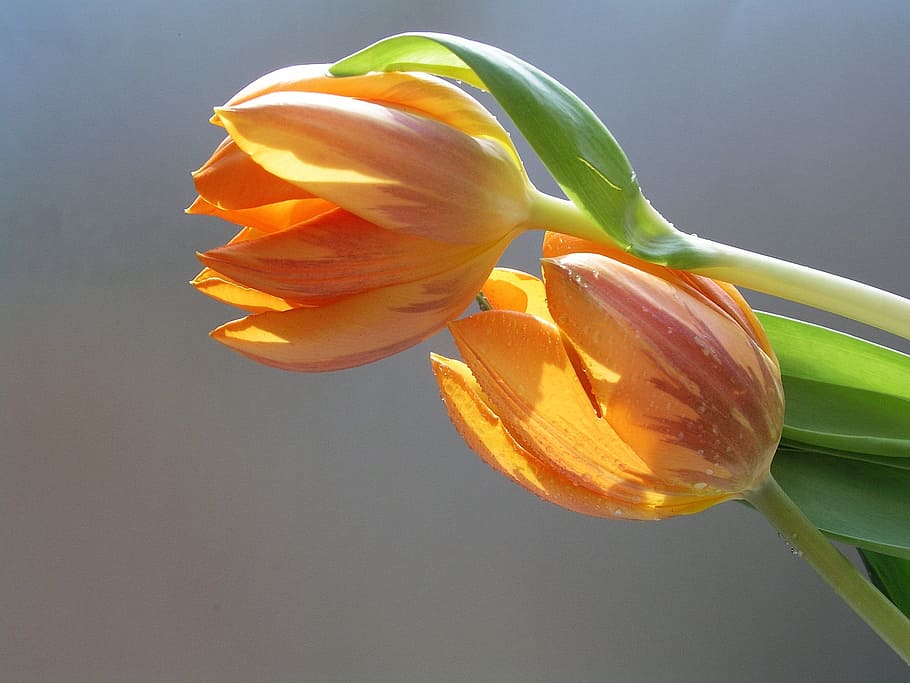 tulips, flower, bloom, flowering plant, freshness, close-up HD wallpaper