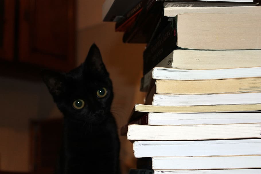 black cat beside pile of books, education, animal, indoors, stack, HD wallpaper