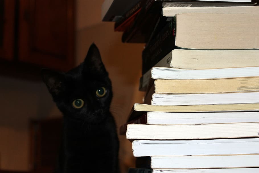 black cat beside pile of books, education, animal, indoors HD wallpaper