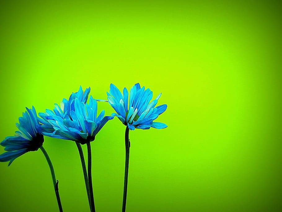 four blue-and-white flowers, daisies, daisy, bloom, petals HD wallpaper