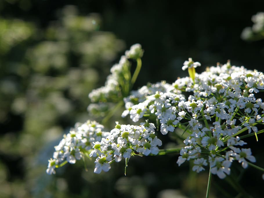 apiaceae, flower, white, nature, springtime, plant, freshness HD wallpaper