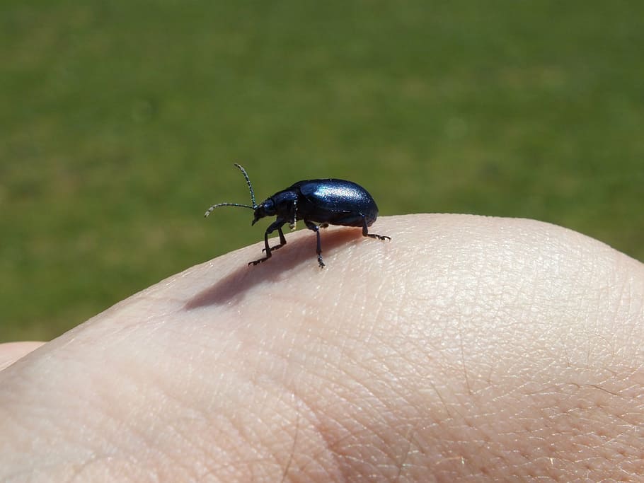 beetle, blue, insect, nature, close, human body part, invertebrate HD wallpaper